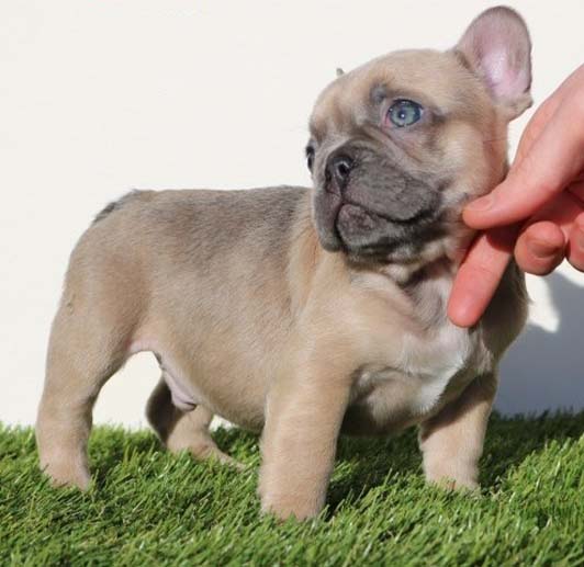 Available Puppies | CJ French Bulldog Pups