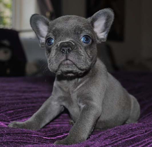 Welcome to CJ French Bulldog Pups